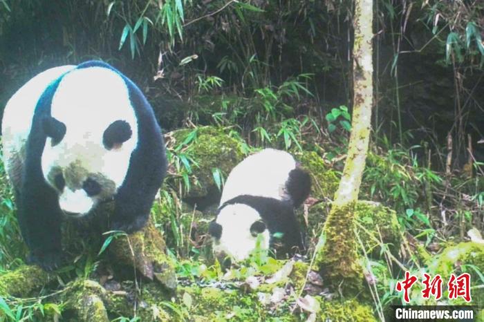 角子機:四川馬邊:大風頂國家級自然保護區首次拍到大熊貓帶仔影像